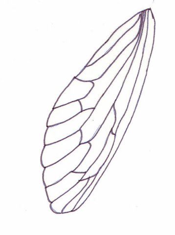 cicadawing.jpg